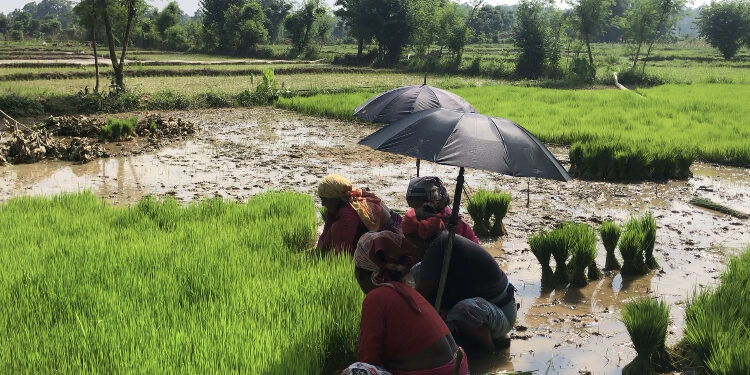 आज राष्ट्रिय धान दिवस, दही च्यूरा खाएर मनाइदै