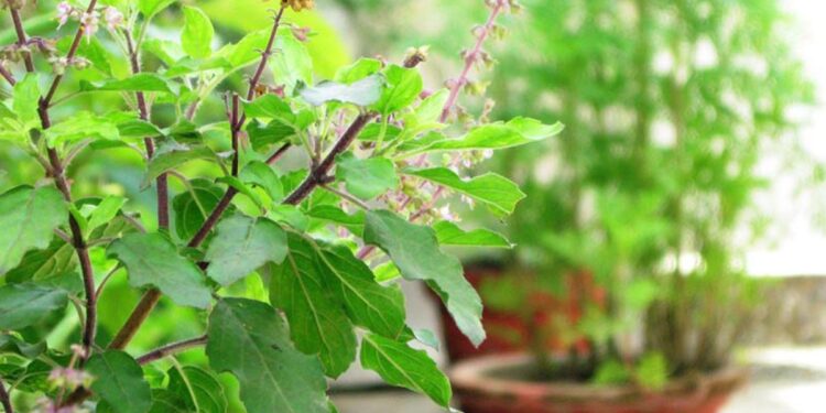 निर्जला एकादशी : घरघरमा तुलसीको दल राखिँदै