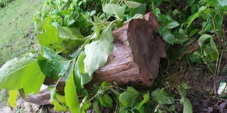 लकडाउनको मौका छोपी काठको तस्करी बढ्यो