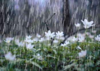 लुम्बिनी र गण्डकी प्रदेशमा मौसम पूर्ण बदली भई ठाउँठाउँमा पानी