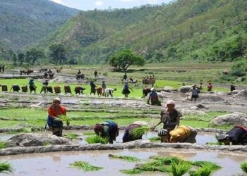 कोभिडका कारण साङ्केतिक रूपमा धान दिवस तथा रोपाइँ महोत्सव मनाइने