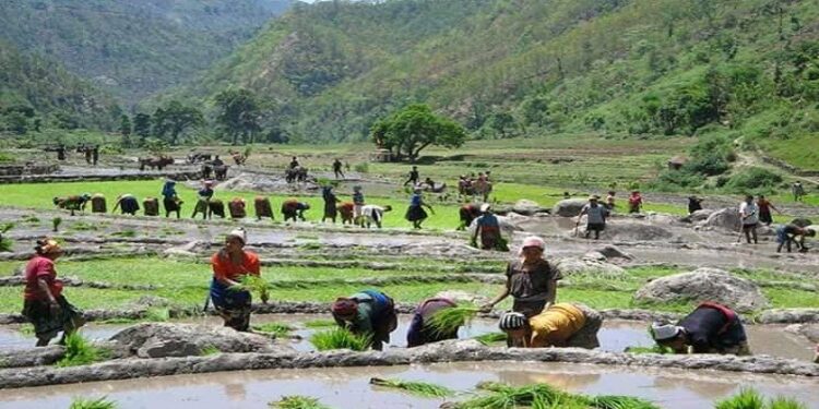 कोभिडका कारण साङ्केतिक रूपमा धान दिवस तथा रोपाइँ महोत्सव मनाइने