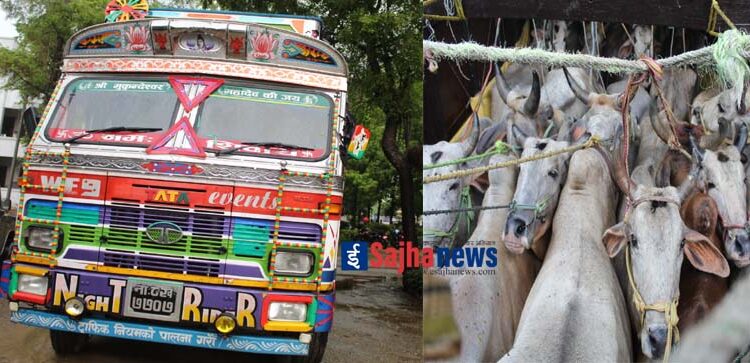 ट्रकमा गोरुलोड गरी लैजाने क्रममा ३ जना पक्राउ