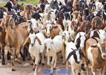प्रहरीद्वारा तीन लाख बढीको खसी,बोका तथा मालसामान बरामद