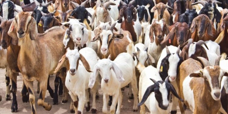 प्रहरीद्वारा तीन लाख बढीको खसी,बोका तथा मालसामान बरामद