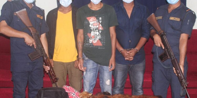 रेडपाण्डाको अवैध कारोवार गर्ने झापाका ३ युवक कपिलवस्तुबाट पक्राउ