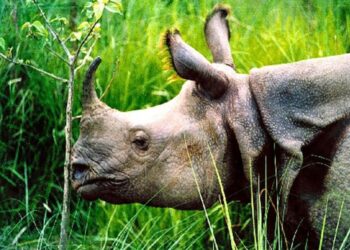 गैँडा चोरीसिकारको अभियोगमा फरार व्यक्ति पक्राउ