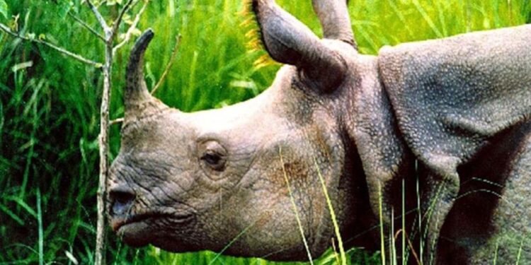 गैँडा चोरीसिकारको अभियोगमा फरार व्यक्ति पक्राउ