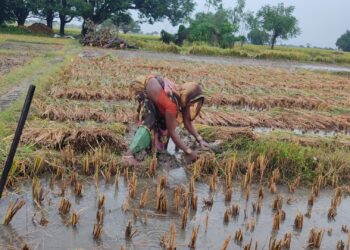 बेमौसमी बर्षाले धान खेतमा क्षति