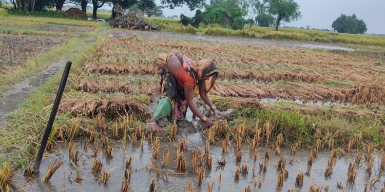 बेमौसमी बर्षाले धान खेतमा क्षति