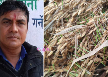 धानबालीमा क्षति भएका किसानलाई तत्कालै राहत प्याकेज र क्षतिपुर्ति उपलब्ध गराउन वडा अध्यक्ष गैरेको माग