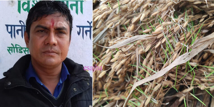 धानबालीमा क्षति भएका किसानलाई तत्कालै राहत प्याकेज र क्षतिपुर्ति उपलब्ध गराउन वडा अध्यक्ष गैरेको माग