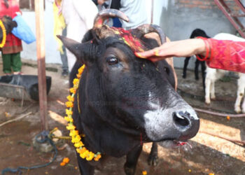 आज तिहारको चौथो दिन: गाई, गोरु, गोवर्द्धन र हलि पूजा