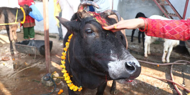 आज तिहारको चौथो दिन: गाई, गोरु, गोवर्द्धन र हलि पूजा