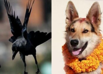 आज काग र कुकुर तिहार, यमपञ्चक सुरू