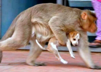 बाँदर-कुकुर महाभिडन्त : बाँदरको आक्रमणमा मारिए २५० कुकुर