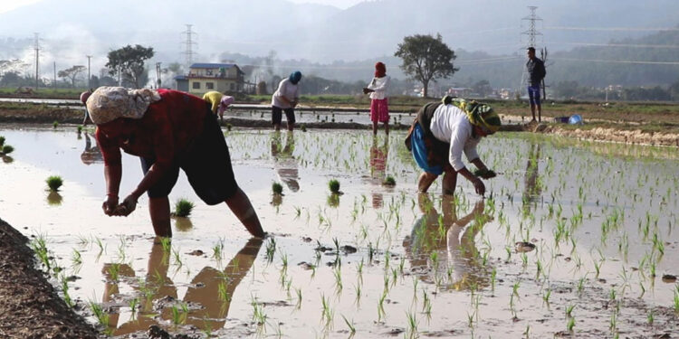 नवलपरासीमा चैते धानको रोपाइँ सुरु