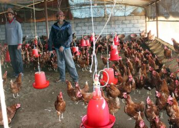 बर्डफ्लु देखिएपछि मोरङमा पाँच हजार हाँसकुखुरा नष्ट