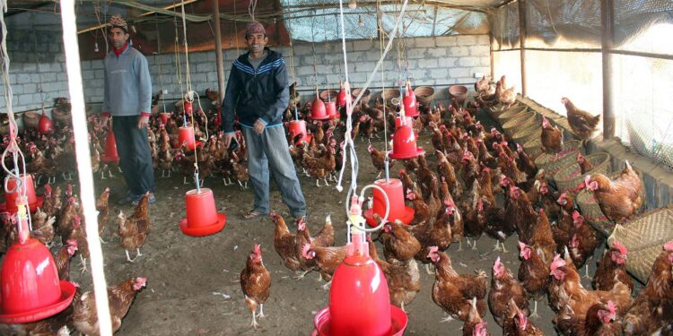 बर्डफ्लु देखिएपछि मोरङमा पाँच हजार हाँसकुखुरा नष्ट