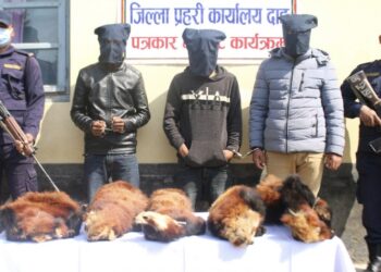 रेडपाण्डाको छालासहित दाङबाट तीन जना पक्राउ