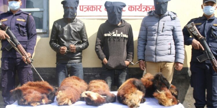 रेडपाण्डाको छालासहित दाङबाट तीन जना पक्राउ