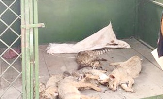 वन बिरालो मारेको आरोपमा पाँच युवक पक्राउ