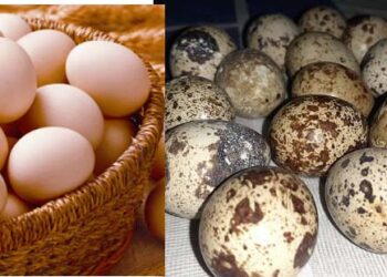 बालबालिकालाई कुखुराको अण्डा कि बटाईको अण्डा राम्रो ?