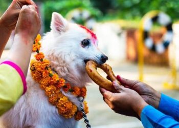 आज नरक चतुर्दशी, कुकुर तिहार