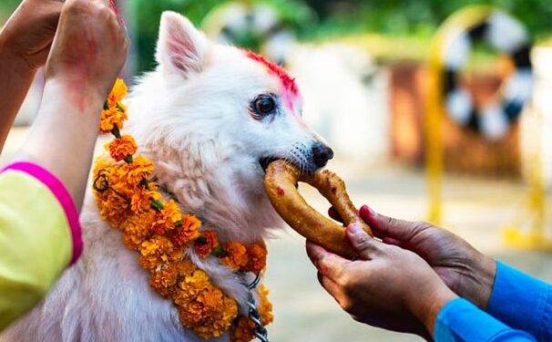 आज नरक चतुर्दशी, कुकुर तिहार