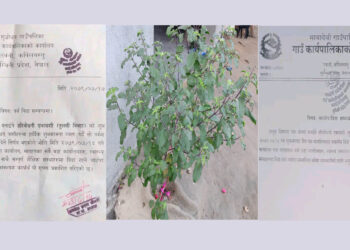 हरिबोधनी एकादशीको अवसरमा शुद्धोधन र मायादेवीमा विदा