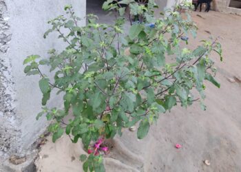 तुलसी र दामोदरको विवाह गरी हरिबोधिनी एकादशी पर्व मनाइँदै