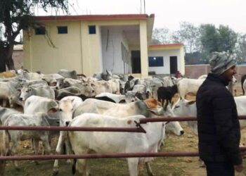 छाडा चौपायाको अस्थायी ब्यवस्थापन गर्दै महाराजगंज नगरपालिका