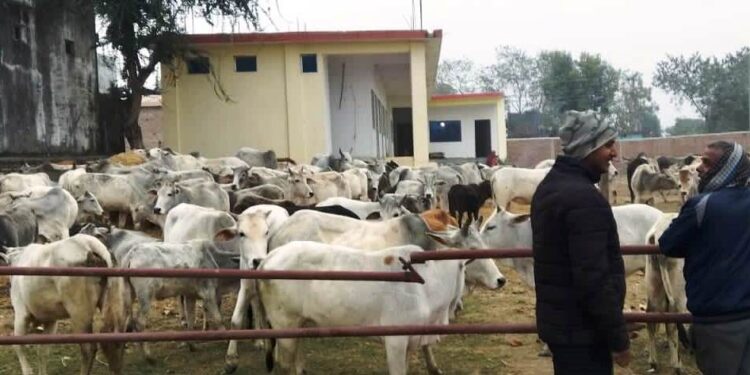 छाडा चौपायाको अस्थायी ब्यवस्थापन गर्दै महाराजगंज नगरपालिका