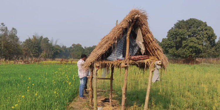 छाडा चौपाया धपाउन खेतमा रातभर जाग्राम