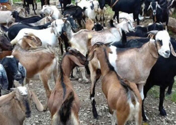 चोरीका खसी बोका किनबेच गर्ने तीन जना पक्राउ