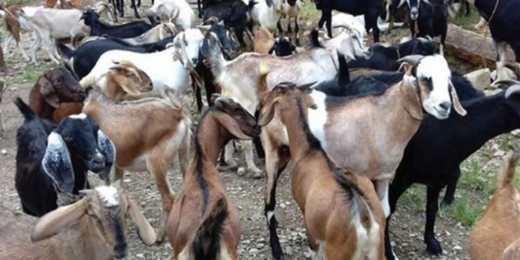 चोरीका खसी बोका किनबेच गर्ने तीन जना पक्राउ