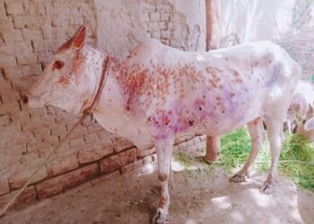 गाई–भैँसीमा ‘लम्पि स्किन’ समस्या