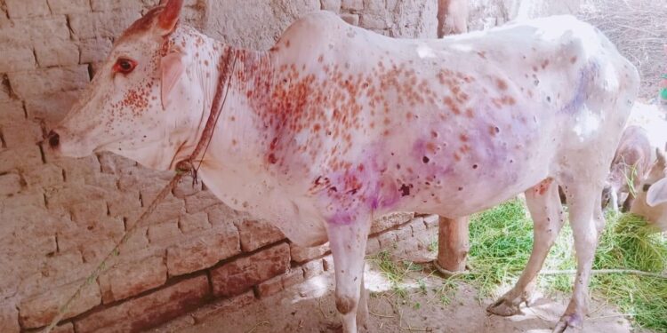 गाई–भैँसीमा ‘लम्पि स्किन’ समस्या
