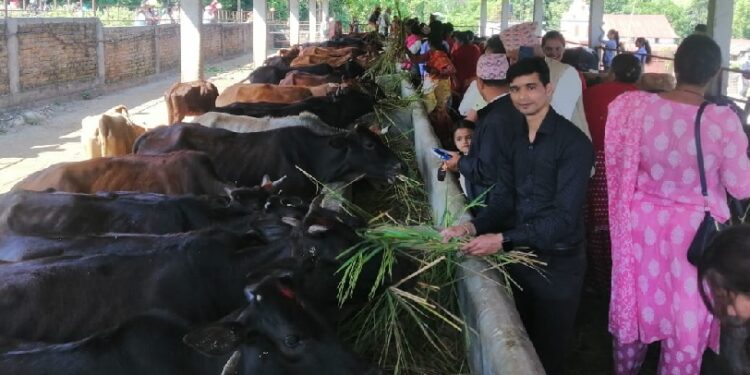 गाई संरक्षणबाट धार्मिक पर्यटनको प्रवर्द्धन
