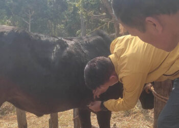 पशुमा लम्पी स्किन रोगको सङ्क्रमण बढ्यो