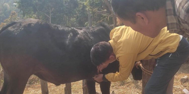 पशुमा लम्पी स्किन रोगको सङ्क्रमण बढ्यो