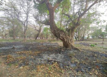  तिलौराकोटमा आगो लगाएर सम्पदा क्षेत्रको सफाइ