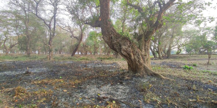  तिलौराकोटमा आगो लगाएर सम्पदा क्षेत्रको सफाइ