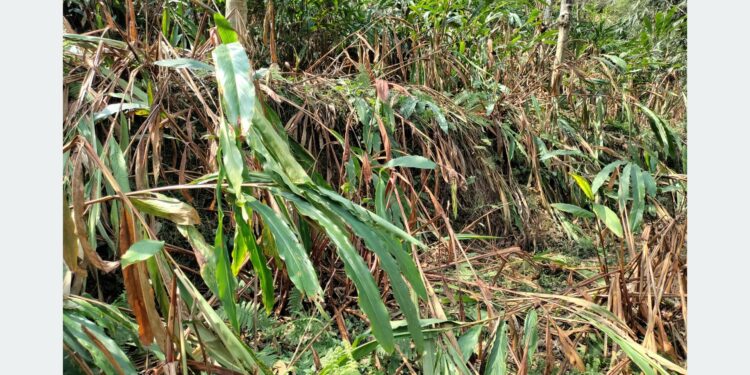 ताप्लेजुङमा सुक्न थाले अलैँची बगान