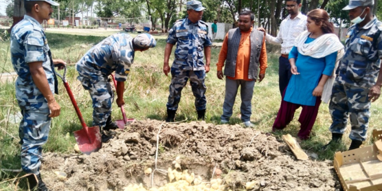 अबैध रुपमा ल्याइएको चल्ला नष्ट