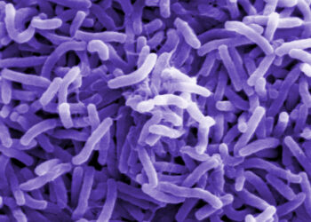 इथियोपियामा हैजाका कारण ज्यान गुमाउनेको सङ्ख्या ९४ जना पुग्यो