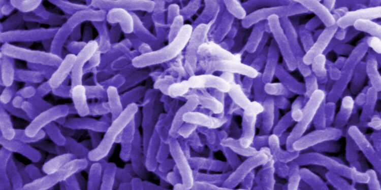 इथियोपियामा हैजाका कारण ज्यान गुमाउनेको सङ्ख्या ९४ जना पुग्यो