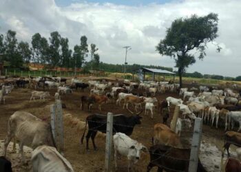 पशुपक्षीकाे महामारी नियन्त्रणका लागि स्वदेशमै खाेप उत्पादन गरिने