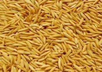 कृषकलाई धानको बीउ वितरण