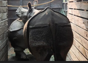 जङ्गलमा छाड्न पुष्पा र अञ्जलीलाई नियन्त्रणमा लिइयो